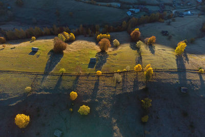 High angle view of yellow flowering plants on land