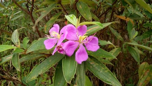 Close-up of purple flowers