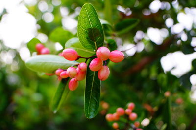 Close-up of red berries growing on tree