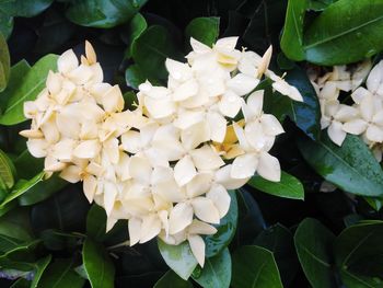 Close-up of white flowers blooming outdoors