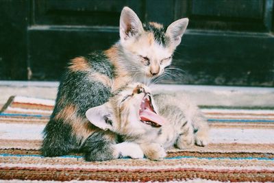 Kittens sitting on carpet