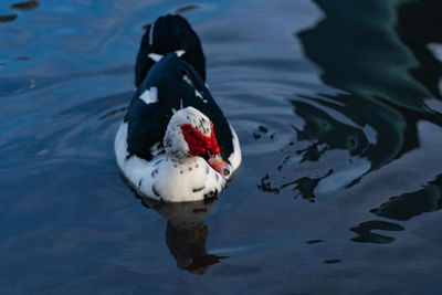 High angle view of duck swimming in lake