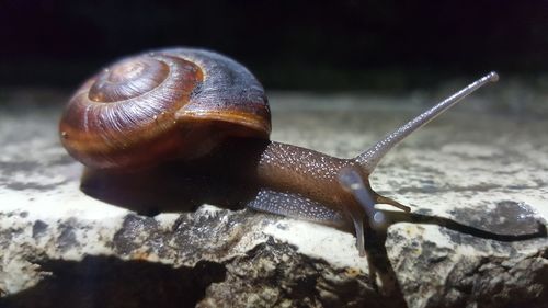 Close-up of snail