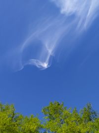 Low angle view of trees against blue sky