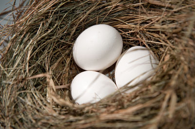 High angle view of eggs in nest