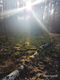 sunbeam