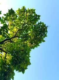 Low angle view of tree against clear sky