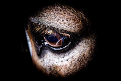 Close-up portrait of horse