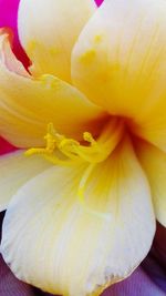 Full frame shot of yellow flower