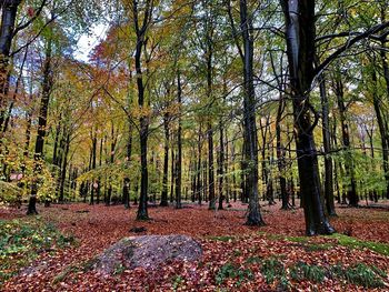 Trees growing in forest during autumn