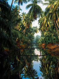 Trees by lake against sky