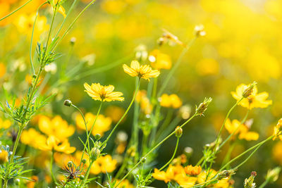 Close-up of yellow flowering plants on field