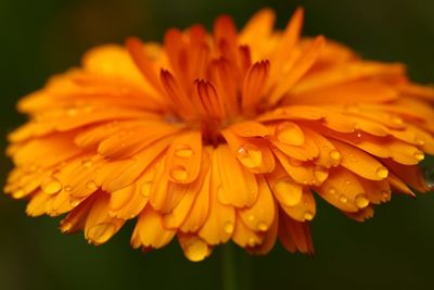 Close-up of raindrops on yellow flower