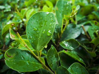 Close-up of wet plant leaves during rainy season