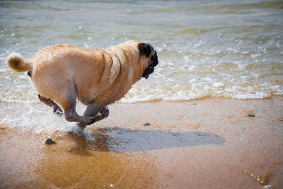 Dog running on wet sand at beach