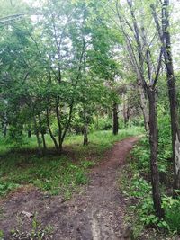 Footpath amidst trees in forest