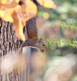 Squirrel preparing for winter