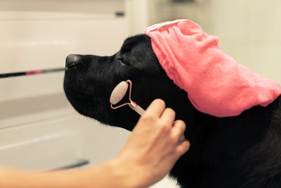 Close-up of hand holding black dog at home