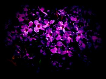 Close-up of purple flowers at night