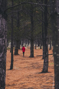 Young woman through the forest at okains bay, banks peninsula, nz