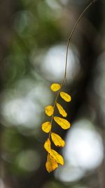 Close-up of yellow leaf hanging on plant