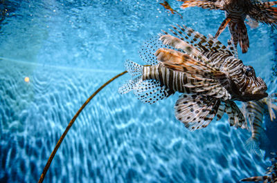 View of fish swimming in sea