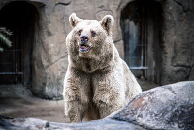 Portrait of lion in zoo