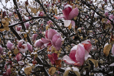 Close-up of pink flowers on tree