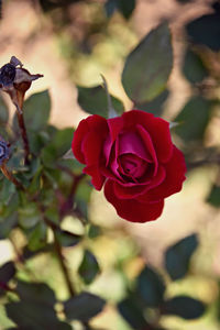 Close-up of red flower blooming outdoors