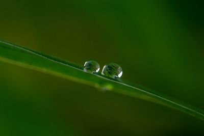 Close-up of water drops on leaf