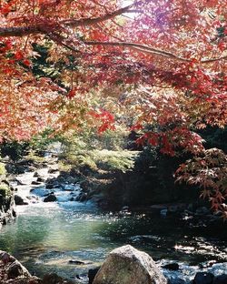 Scenic view of river with trees in background