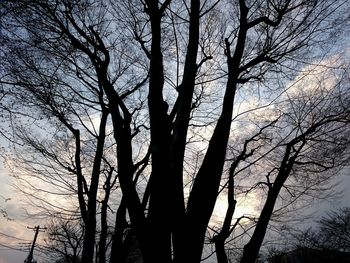 Low angle view of bare tree against sky