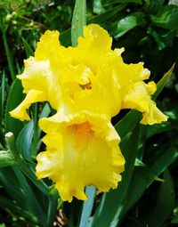 Close-up of wet yellow flower blooming outdoors