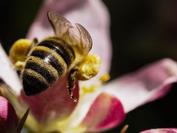 Close-up of bee pollinating on flower