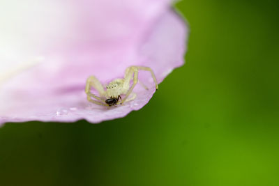 Extreme close-up of spider attacking ant