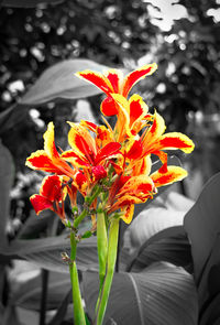 Close-up of orange day lily blooming outdoors