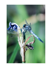 Close-up of insect