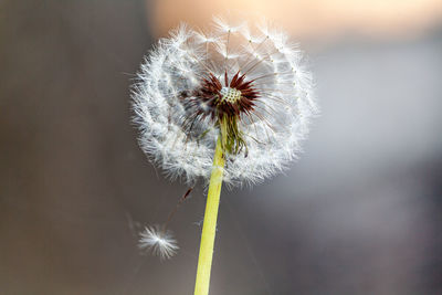 Close-up of dandelion flower