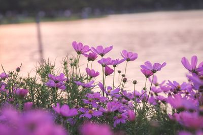 Close-up of purple flowers blooming outdoors