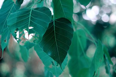 Close-up of fresh green leaves