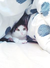 High angle portrait of cat on bed