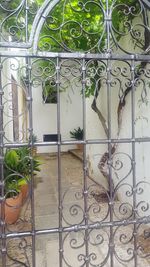 Close-up of potted plants in greenhouse