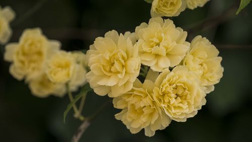 Close-up of yellow flowers