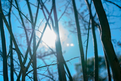 Low angle view of plants against sky