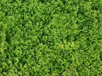 Full frame shot of fresh green fern