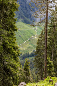 Scenic view of pine trees in forest