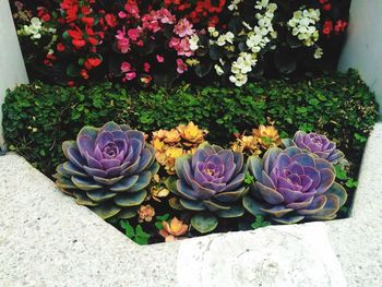 High angle view of fresh flowers with succulent plants in garden