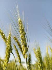 Close-up of wheat growing on field against sky