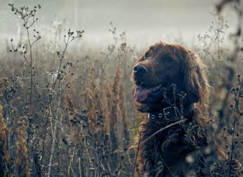 Dog looking away on field