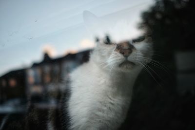 Close-up of cat looking through window